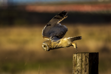 Short-eared Owl Takeoff