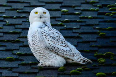 Snowy Owl