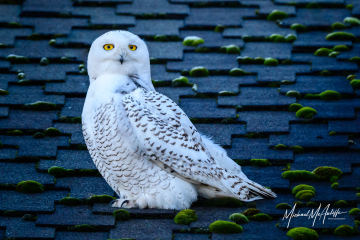 Snowy Owl On Rooftop Snowy Owl On Rooftop