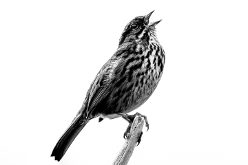 Singing Song Sparrow Singing Song Sparrow
