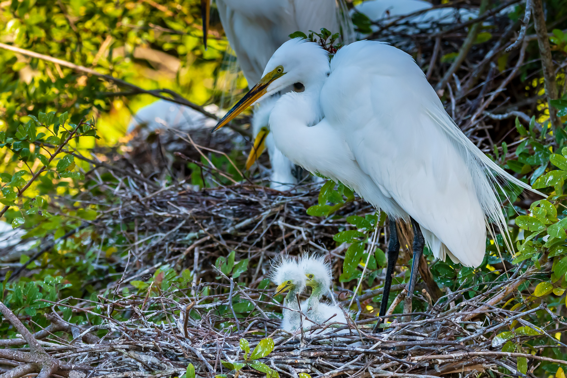Great Egret with Baby Egrets