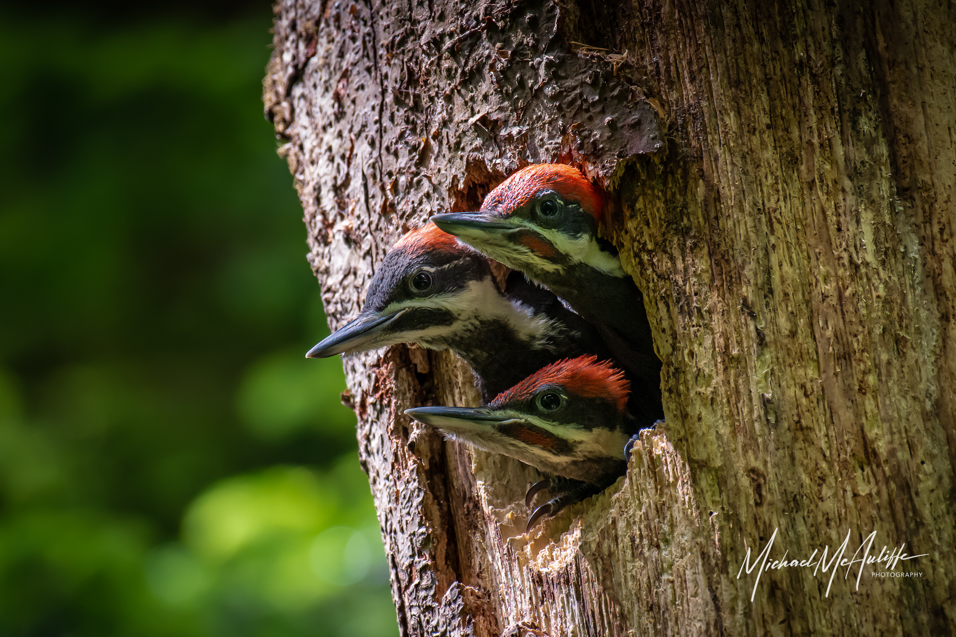 Pileated Woodpecker Chicks