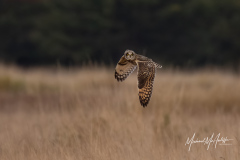 Short-eared Owl