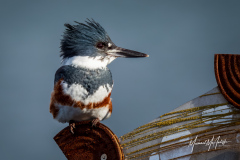 Belted Kingfisher on Edmonds Fish Sculpture