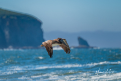 American Brown Pelican