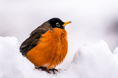 American Robin in the Snow