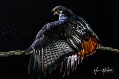 Augur Buzzard