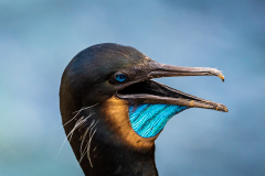 Double-crested Cormorant