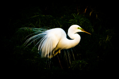 Great Egret