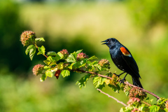 Red-winged Blackbird in Edmonds, Washington.