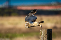 Short-eared Owl Takes Flight