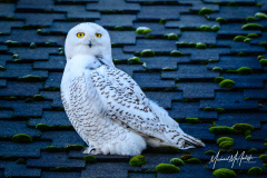 Snowy Owl On Rooftop