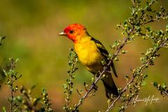 Male Western Tanager