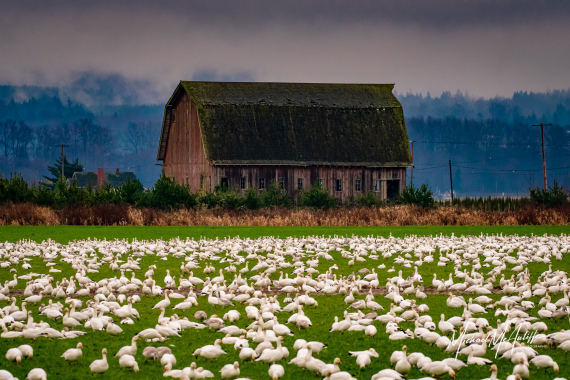 Skagit Snow Geese and Old Barn