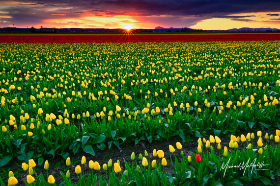 Sunset Over Skagit Valley Tulip Field Sunset Over Skagit Valley Tulip Field