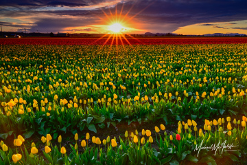 skagit-valley-tulip-sunset-mcauliffe-imagely-1759