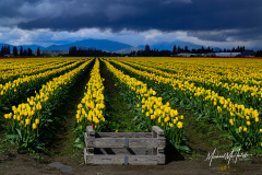 Cloudy Sky and Yellow Tulips