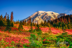 Mount Rainier Morning at Paradise
