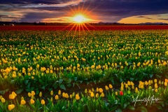 skagit-valley-tulip-sunset-mcauliffe-imagely-1759