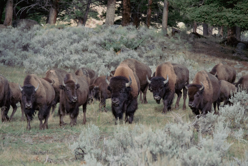 Yellowstone Bison Herd