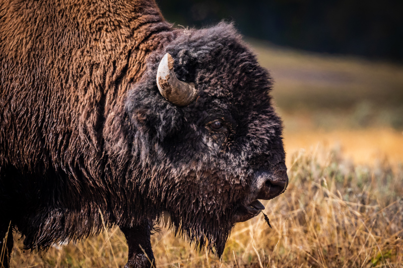 Yellowstone Bison in Hayden Valley.