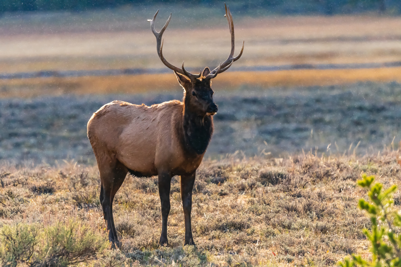 Yellowstone Young Bull Elk