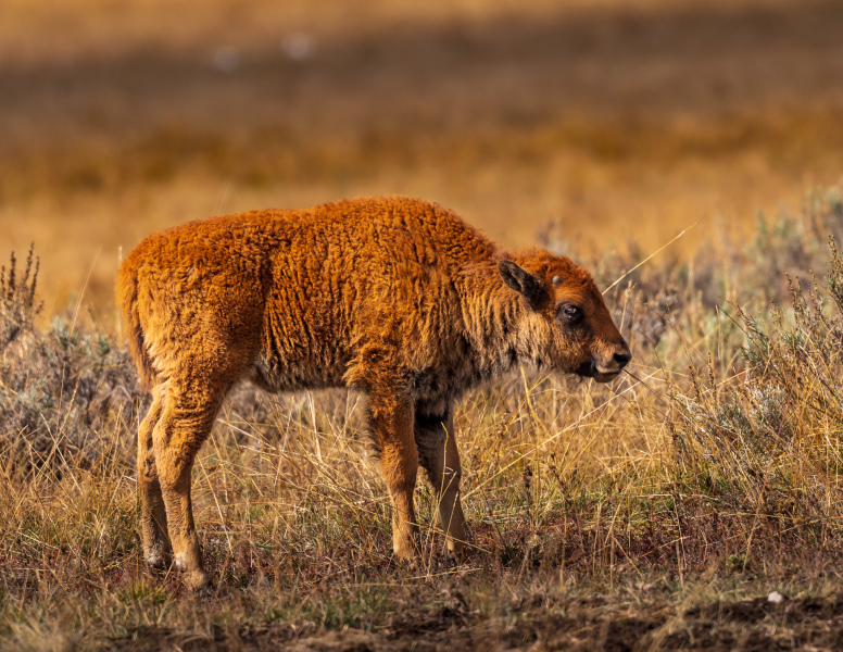 Yellowstone Red Dog in Hayden Valley.