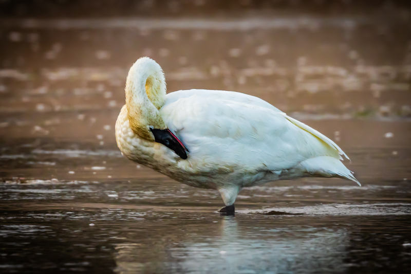 Yellowstone Firehole RIver Trumpeter Swan
