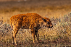 Yellowstone Red Dog in Hayden Valley.
