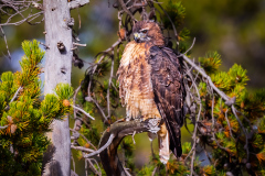 Yellowstone Red-tailed Hawk