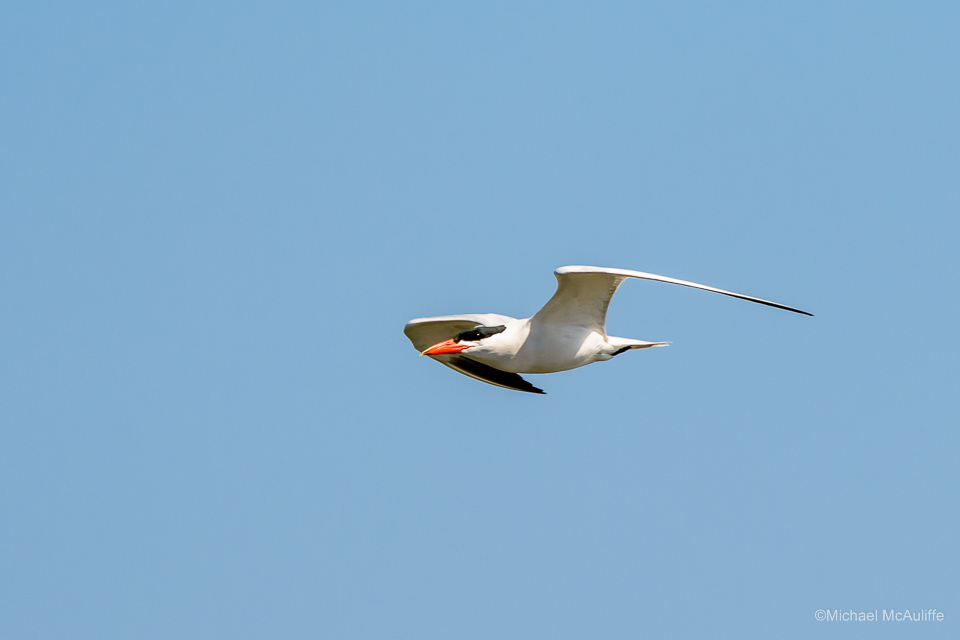 Caspian Tern Over the Columbia River
