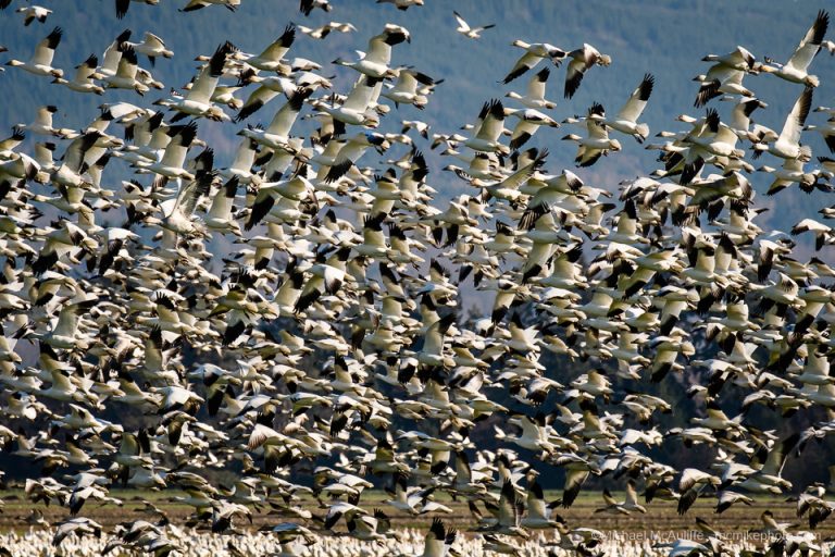 Skagit Valley Snow Geese Michael McAuliffe Photography