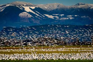 Skagit Valley Snow Geese