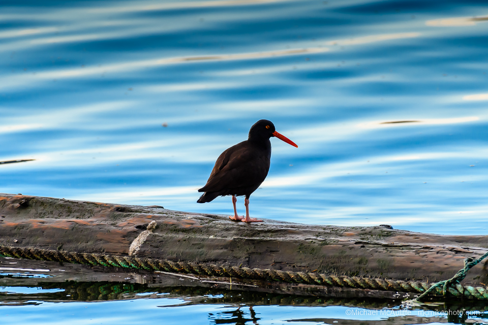 A Black Oystercatcher on a log in the marina at Semiahmoo in Northwest Washington.