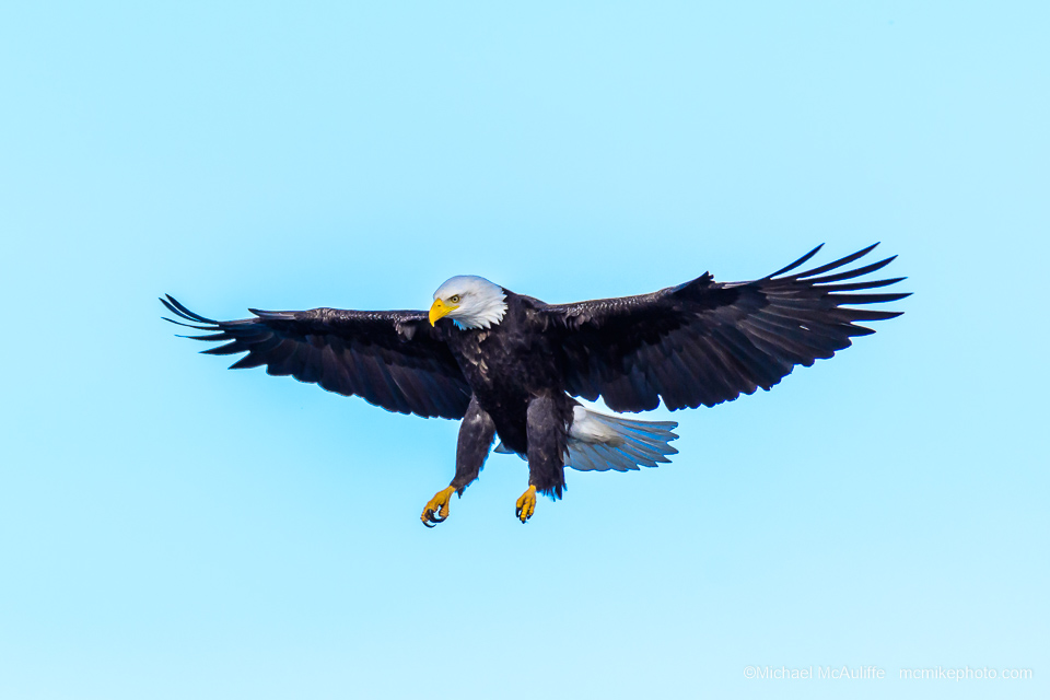 A Bald Eagle landing at the Semiahmoo Spit in Blaine, Washingtion.