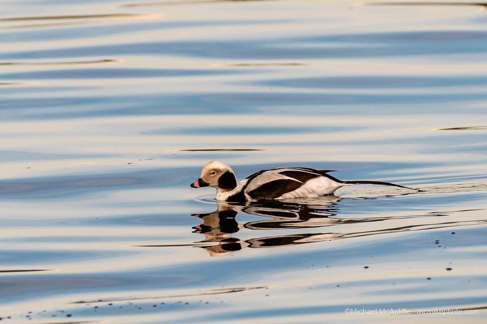 A male Long-tailed Duck in Drayton Harbor. Photo taken from the Semiahmoo Spit.
