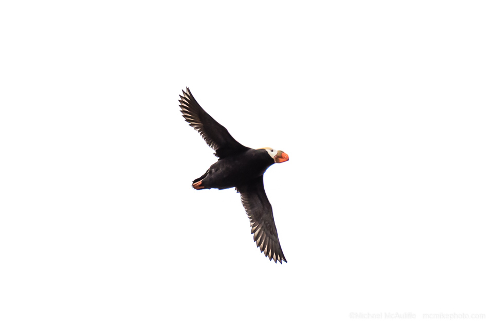 Tufted Puffins at Cannon Beach