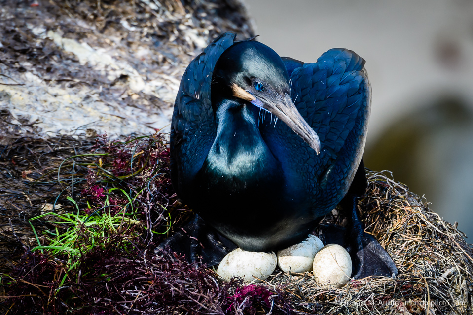 A Brandt's Cormorant sitting on eggs in a nest at La Jolla Cove in La Jolla, California.
