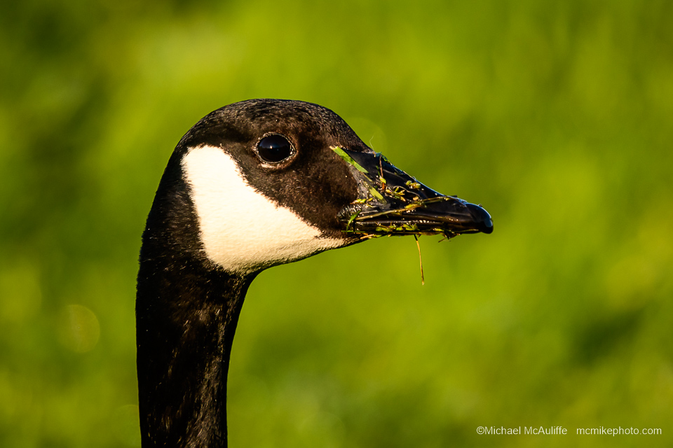 A Canada Goose on the waterfront in Edmonds, Washington.