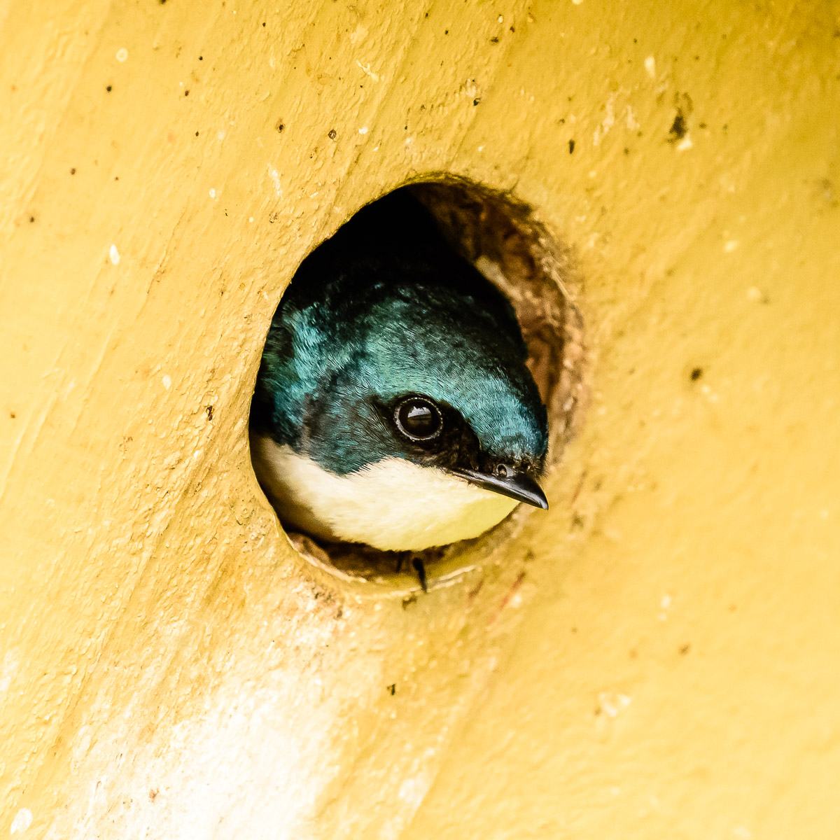 Skagit Tree Swallows Michael McAuliffe Photography