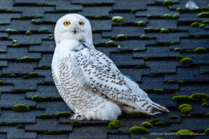 Snowy Owl Photographs