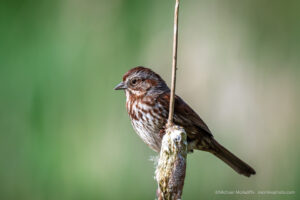 Song Sparrow On A Cattail
