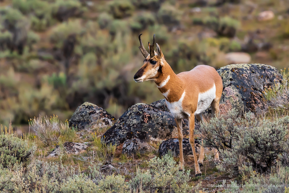 A Pronghorn in the Lamar Valley at Yellowstone National Park.