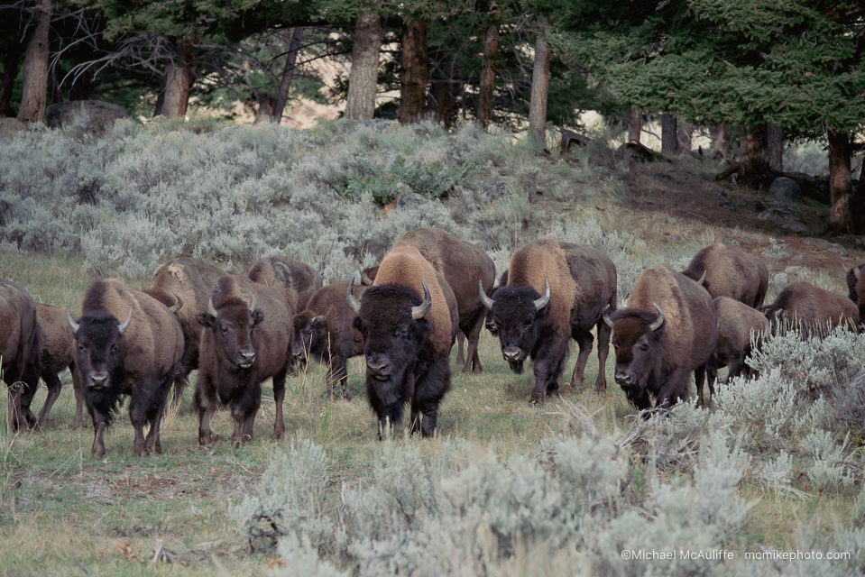 A herd of bison near the Lamar Valley in Yellowstone National Parki.