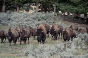 Northern Yellowstone Bison Herd