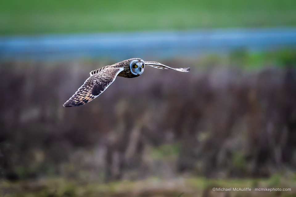 A photo of a Short-eared Owl in flight at Edison, WA.