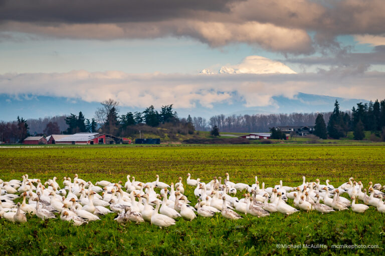 Skagit Valley Snow Geese Michael McAuliffe Photography
