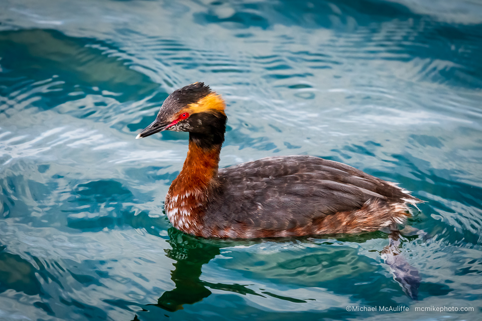 A Horned Grebe in breeding plumage on Puget Sound from the Edmonds, WA, fishing pier.