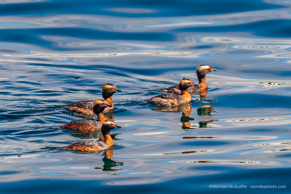 Five Horned Grebes in breeding plumage on Puget Sound from the Edmonds, WA, fishing pier.