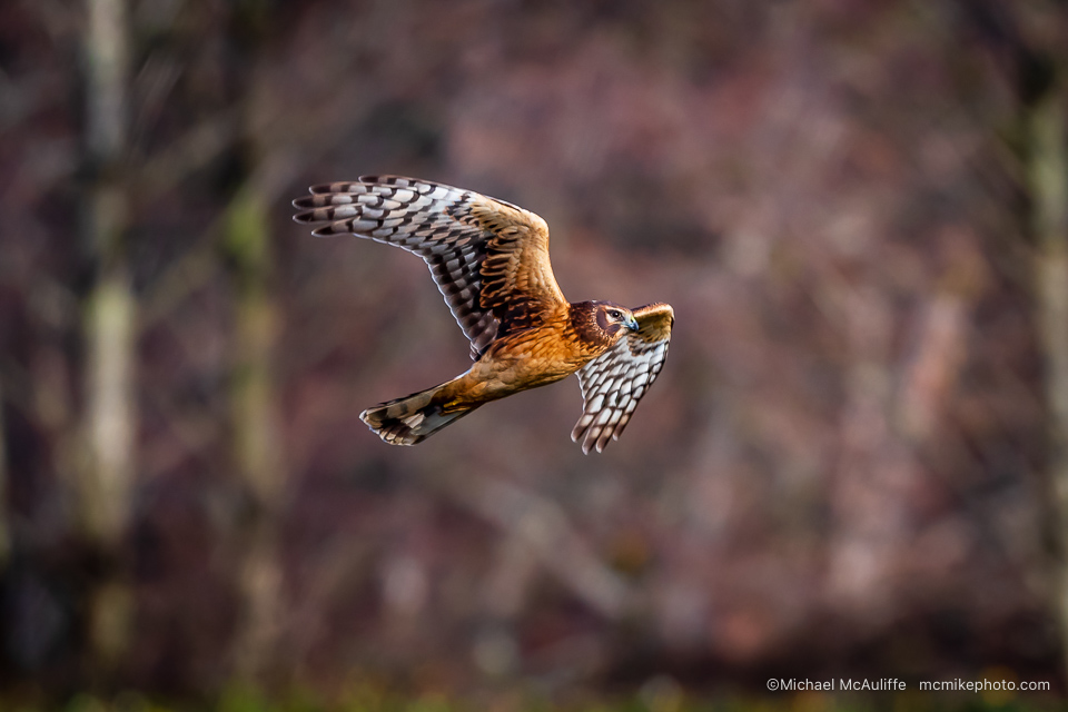 A Northern Harrier hunting over the fields in Northwest Washington.